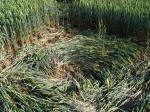 Ufton, Warwickshire crop circle, aerial photo 43