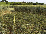 Ufton, Warwickshire crop circle, aerial photo 42