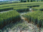 Ufton, Warwickshire crop circle, aerial photo 41