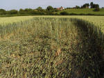 Ufton, Warwickshire crop circle, aerial photo 33
