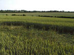 Ufton, Warwickshire crop circle, aerial photo 37