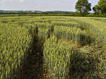 Ufton, Warwickshire crop circle, aerial photo 36