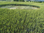 Ufton, Warwickshire crop circle, aerial photo 40