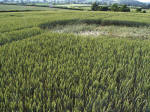 Ufton, Warwickshire crop circle, aerial photo 39