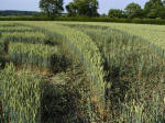 Ufton, Warwickshire crop circle, aerial photo 38