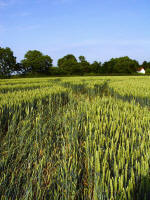 Ufton, Warwickshire crop circle, aerial photo 54