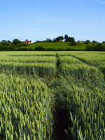 Ufton, Warwickshire crop circle, aerial photo 53