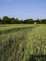 Ufton, Warwickshire crop circle, aerial photo 58