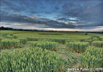 Ufton, Warwickshire crop circle, aerial photo 68