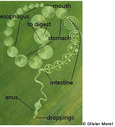 Walbury Hill, Berkshire crop circle, aerial photo 12