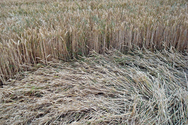 Wentworth Castle, Nr Barnsley crop circle, aerial photo 13