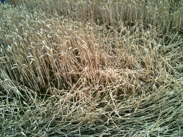 Wentworth Castle, Nr Barnsley crop circle, aerial photo 11