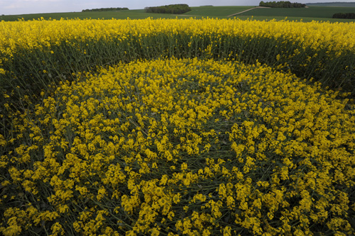 Yarnbury Castle, Wiltshire crop circle, aerial photo 34