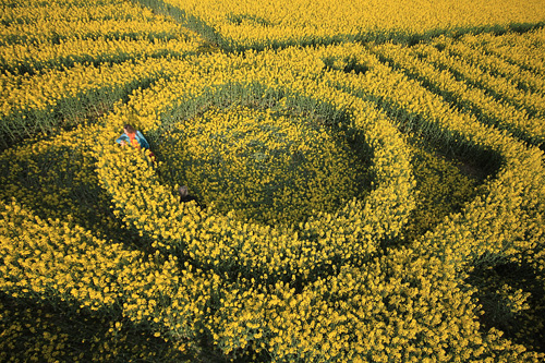 Yarnbury Castle, Wiltshire crop circle, aerial photo 32
