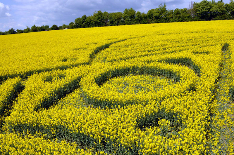 Yarnbury Castle, Wiltshire crop circle, aerial photo 24