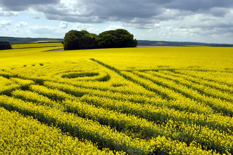 Yarnbury Castle, Wiltshire crop circle, aerial photo 26