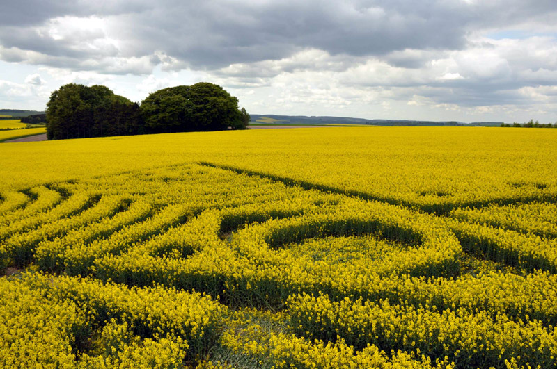 Yarnbury Castle, Wiltshire crop circle, aerial photo 25