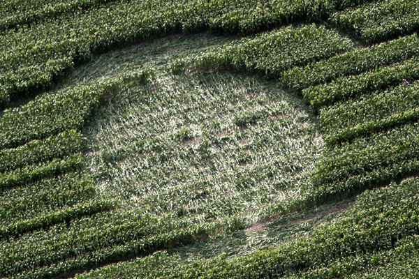 Avebury Avenue, Wiltshire crop circle, aerial photo 5