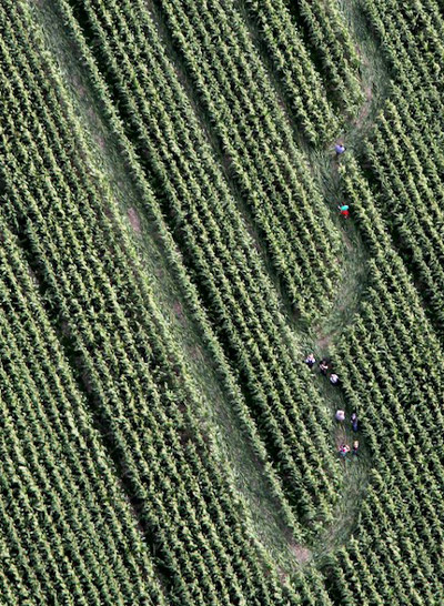 Avebury Avenue, Wiltshire crop circle, aerial photo 6