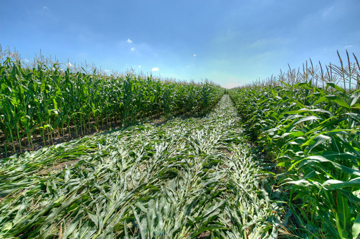 Avebury Avenue, Wiltshire crop circle, aerial photo 45