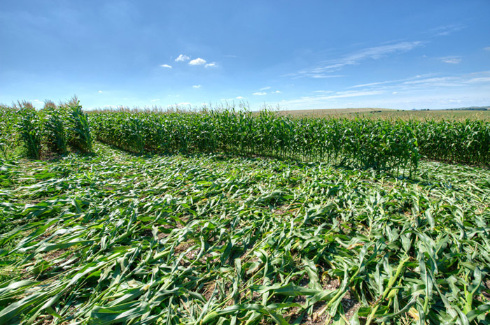 Avebury Avenue, Wiltshire crop circle, aerial photo 46