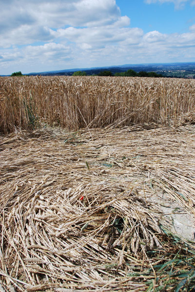 Beggar's Knoll, Wiltshire crop circle, ground photo 55