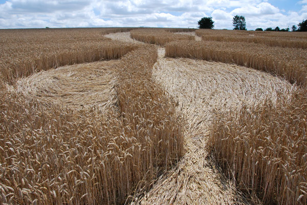 Beggar's Knoll, Wiltshire crop circle, ground photo 47