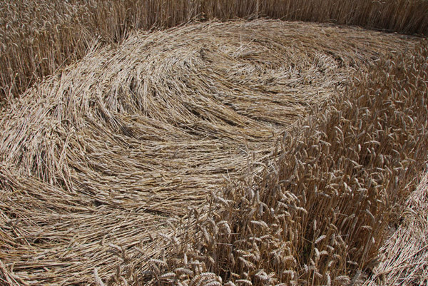 Beggar's Knoll, Wiltshire crop circle, ground photo 48