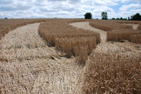 Beggar's Knoll, Wiltshire crop circle, ground photo 49