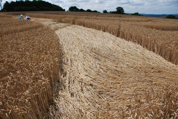 Beggar's Knoll, Wiltshire crop circle, ground photo 50
