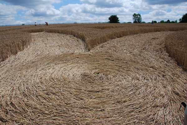 Beggar's Knoll, Wiltshire crop circle, ground photo 51