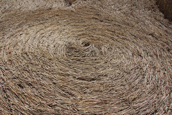 Beggar's Knoll, Wiltshire crop circle, ground photo 52