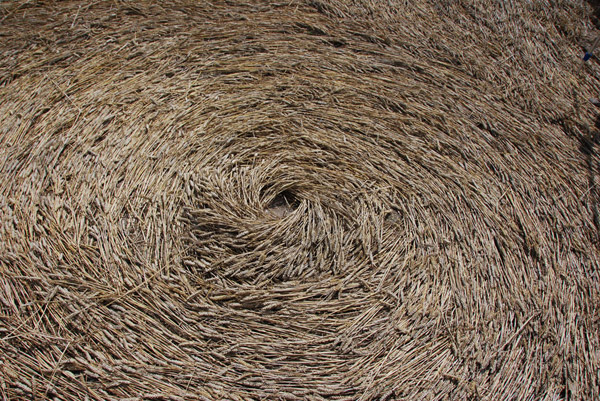 Beggar's Knoll, Wiltshire crop circle, ground photo 53