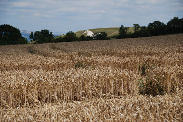 Beggar's Knoll, Wiltshire crop circle, ground photo 54