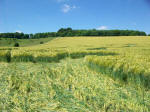 Chirton Bottom, Wiltshire crop circle, aerial photo 101