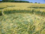 Chirton Bottom, Wiltshire crop circle, aerial photo 99