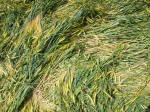 Chirton Bottom, Wiltshire crop circle, aerial photo 104