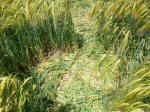 Chirton Bottom, Wiltshire crop circle, aerial photo 103