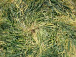 Chirton Bottom, Wiltshire crop circle, aerial photo 108