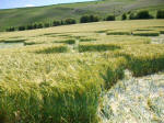 Chirton Bottom, Wiltshire crop circle, aerial photo 93