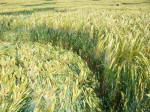 Chirton Bottom, Wiltshire crop circle, aerial photo 102