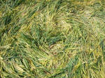 Chirton Bottom, Wiltshire crop circle, aerial photo 109