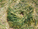 Chirton Bottom, Wiltshire crop circle, aerial photo 110