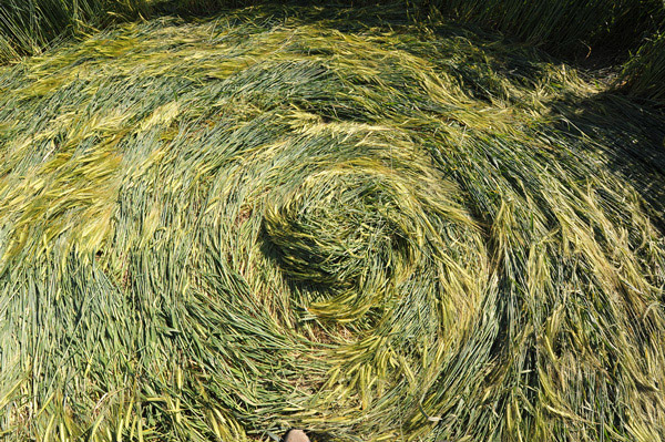 Chirton Bottom, Wiltshire crop circle, aerial photo 65