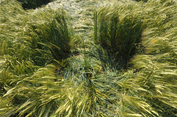 Chirton Bottom, Wiltshire crop circle, aerial photo 66
