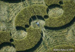 Chirton Bottom, Wiltshire crop circle, aerial photo 71