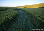 Chirton Bottom, Wiltshire crop circle, aerial photo 83