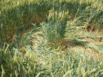 St Martin's Chapel, Wiltshire crop circle, aerial photo 102
