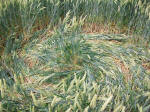 St Martin's Chapel, Wiltshire crop circle, aerial photo 101