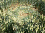 St Martin's Chapel, Wiltshire crop circle, aerial photo 100